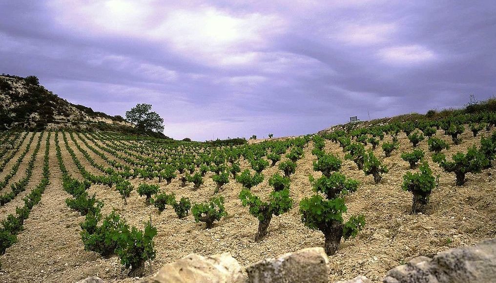 Oenotourism and thoughts on Cypriot Wine